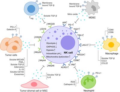 NK cell exhaustion in the tumor microenvironment